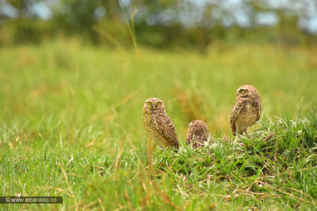 Guarracuco y su Ecosistema: Observación en la Talanquera Llanera 3 15 finca el paraiso yopal casanare colombia turismo aventura tradicion avistamiento de aves pajaros plumas pajareofauna biodiversidad animales vuelo tour 12