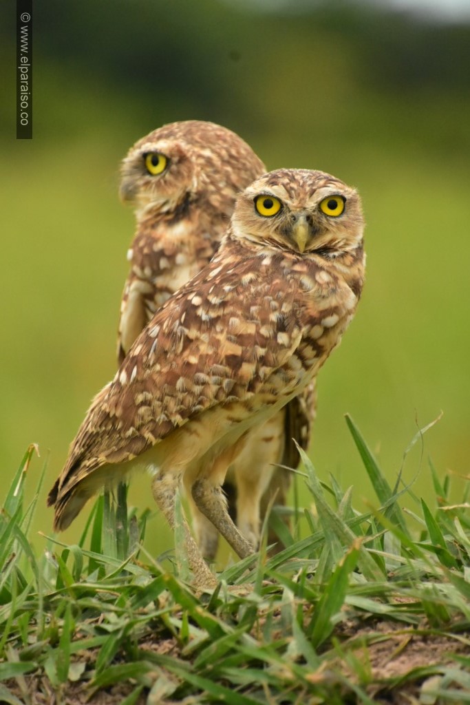 Guarracuco y su Ecosistema: Observación en la Talanquera Llanera 6 15 finca el paraiso yopal casanare colombia turismo aventura tradicion avistamiento de aves pajaros plumas pajareofauna biodiversidad animales vuelo tour 131
