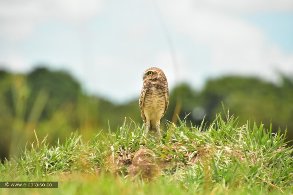Guarracuco y su Ecosistema: Observación en la Talanquera Llanera 4 15 finca el paraiso yopal casanare colombia turismo aventura tradicion avistamiento de aves pajaros plumas pajareofauna biodiversidad animales vuelo tour 42