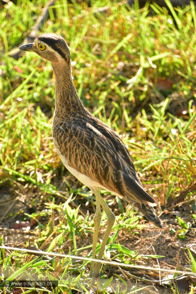 15 finca el paraiso yopal casanare colombia turismo aventura tradicion avistamiento de aves pajaros plumas pajareofauna biodiversidad animales vuelo tour 600