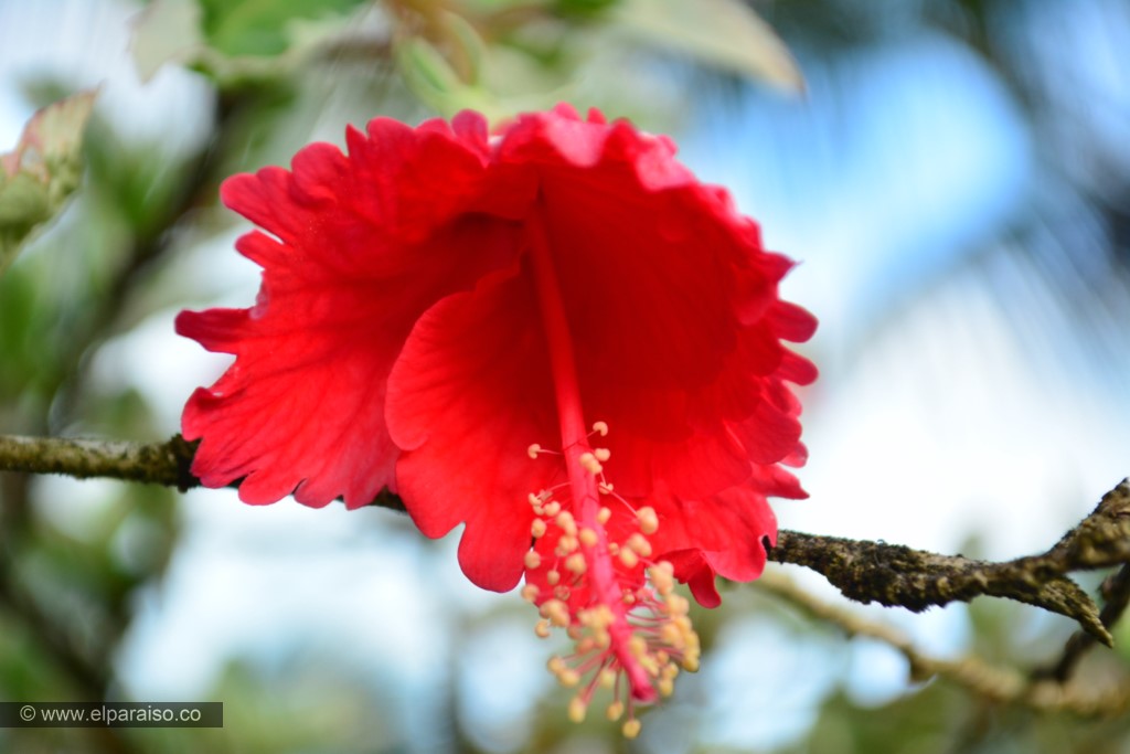 15 finca el paraiso yopal casanare colombia turismo aventura tradicion lugar entornos biodiversidad flora plantas jardines flores naturaleza 12