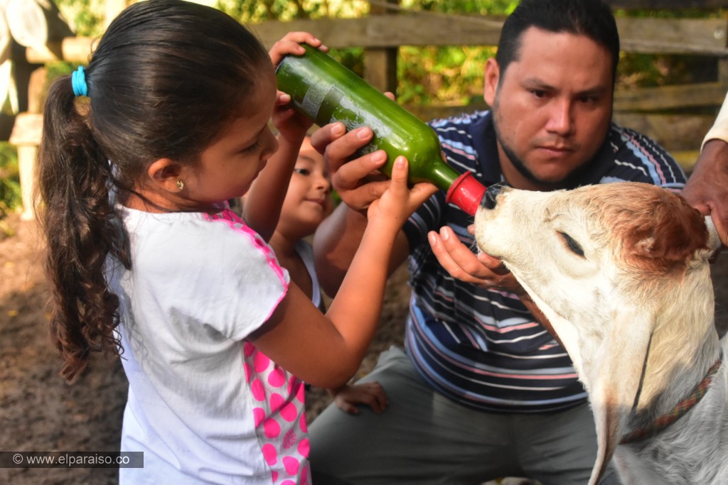 15 finca el paraiso yopal casanare colombia turismo aventura tradicion pasadia actividad llanero dia ordeno vacas ubres ninos turistas terneros 268