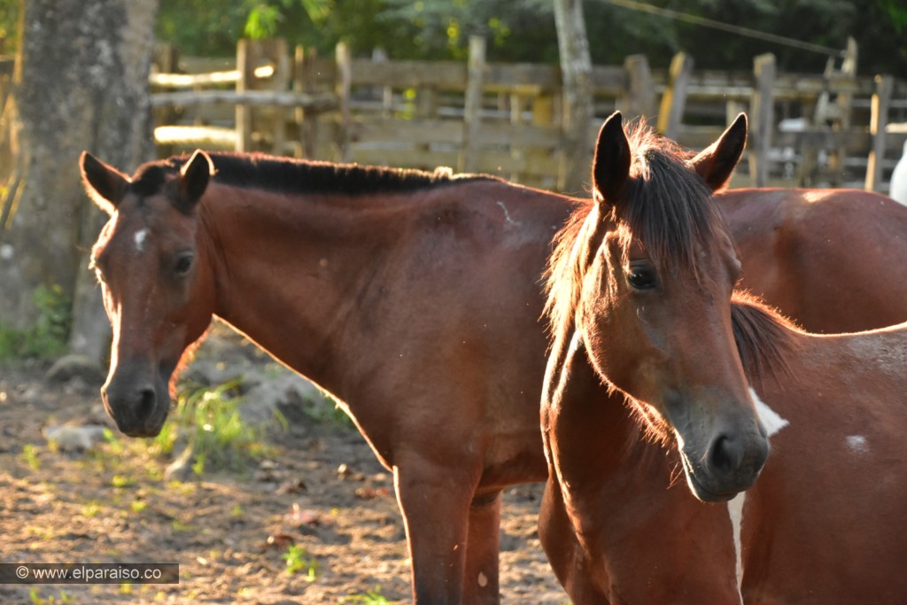 15 finca el paraiso yopal casanare colombia turismo aventura tradicion plan pasadia cabalgata caballos apero animales equino llanura sabana 3