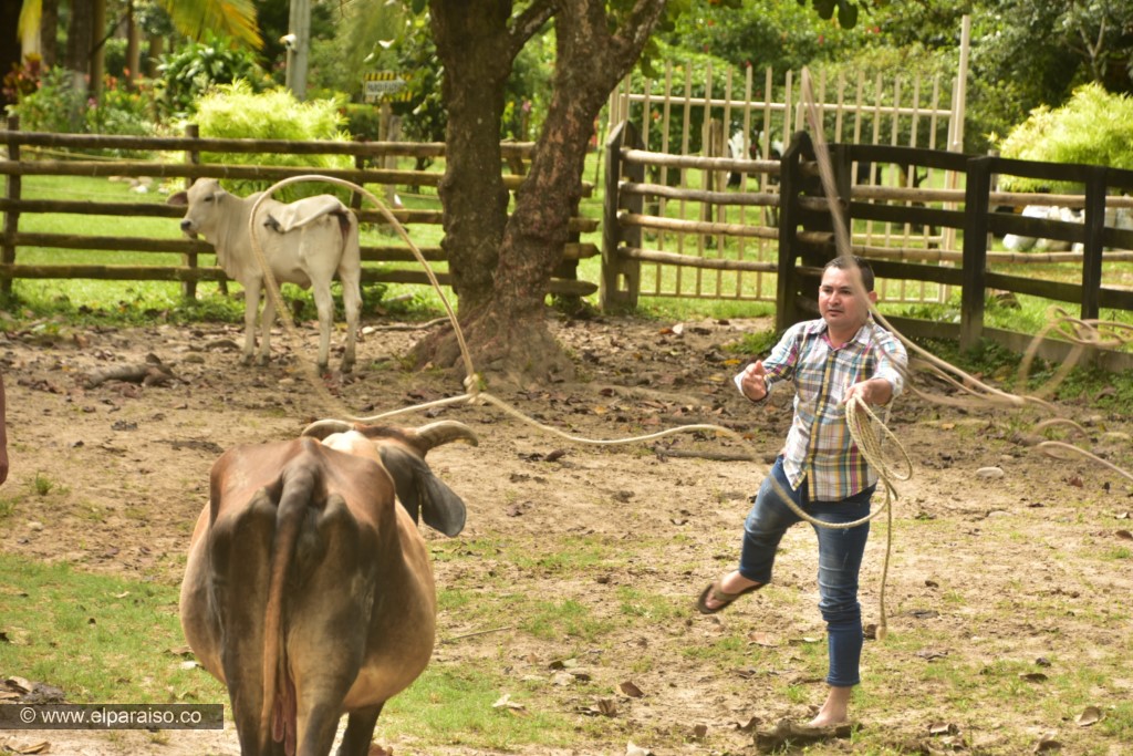 19 finca el paraiso yopal casanare colombia turismo aventura tradicion pasadia actividad llanero dia ordeno vaca ternero leche ubre turistas majada enlazado animales 30