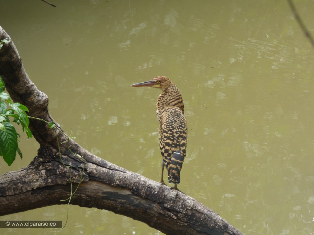 20pan finca el paraiso yopal casanare colombia turismo aventura tradicion avistamiento de aves pajaros plumas pajareo fauna biodiversidad animales vuelo tour 161