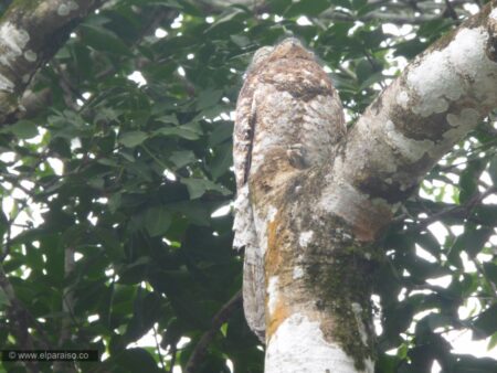 20pan finca el paraiso yopal casanare colombia turismo aventura tradicion avistamiento de aves pajaros plumas pajareo fauna biodiversidad animales vuelo tour 335