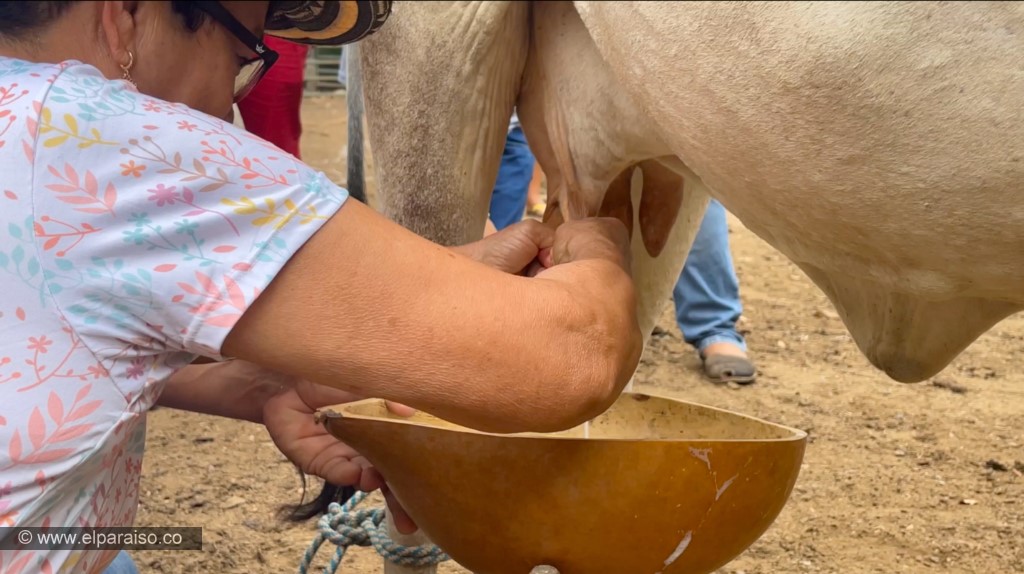 Aventuras de Llaneridad: Estos Planes te Encantarán 3 22 camila finca el paraiso yopal casanare colombia turismo aventura tradicion ordeno vacas terneros leche turistas ubre animales 3