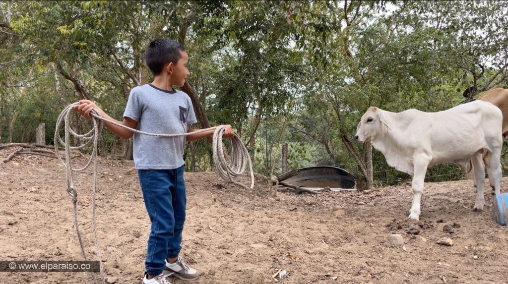 Aventuras de Llaneridad: Estos Planes te Encantarán 4 22 camila finca el paraiso yopal casanare colombia turismo aventura tradicion ordeno vacas terneros leche turistas ubre animales 5