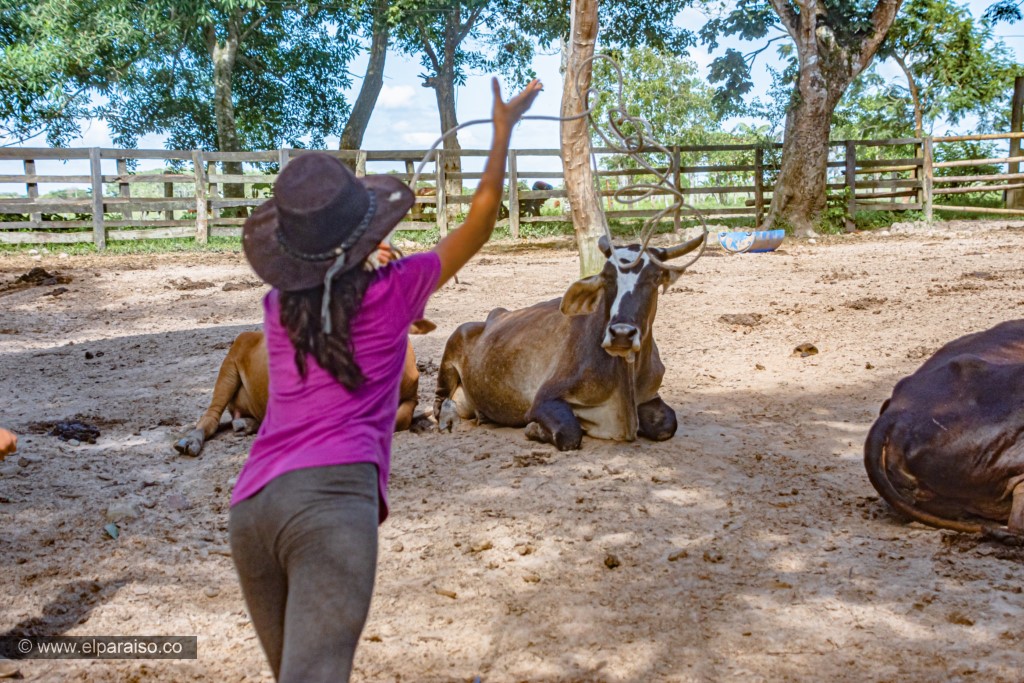 finca el paraiso yopal casanare colombia turismo aventura tradicion pasadia actividad llanero dia ordeno enlazado 88