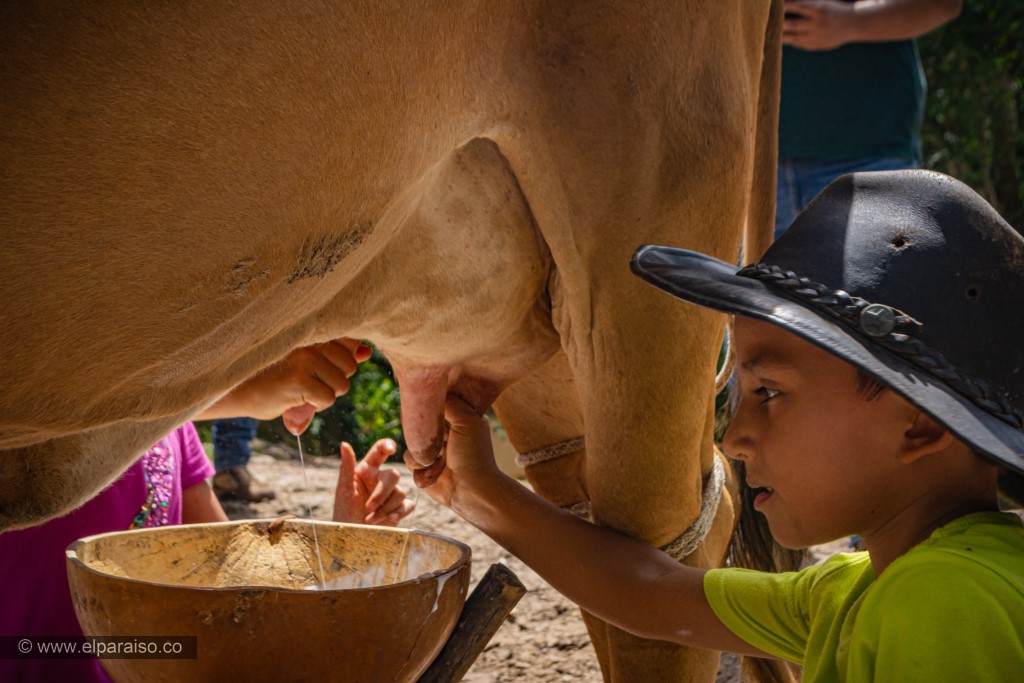 finca el paraiso yopal casanare colombia turismo aventura tradicion pasadia actividad llanero dia ordeno ninos vaca vecerros majada ubres 57