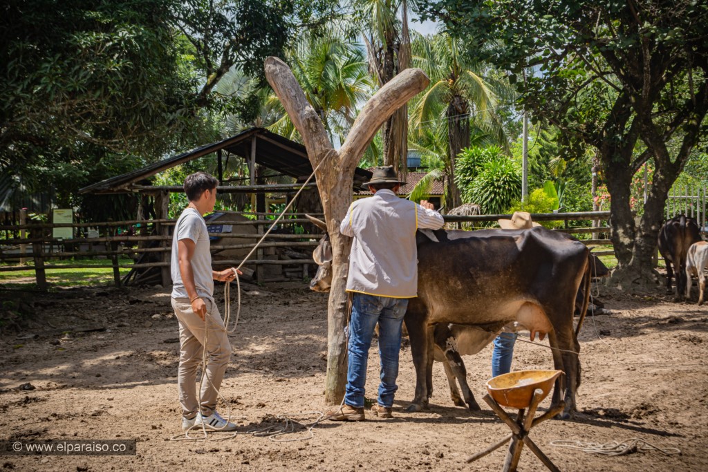 finca el paraiso yopal casanare colombia turismo aventura tradicion pasadia actividad llanero dia ordeno ninos vaca vecerros majada ubres 78