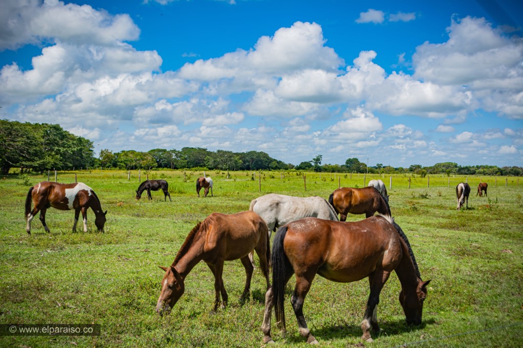 finca el paraiso yopal casanare colombia turismo aventura tradicion plan pasadia cabalgata caballos llanura turista 7