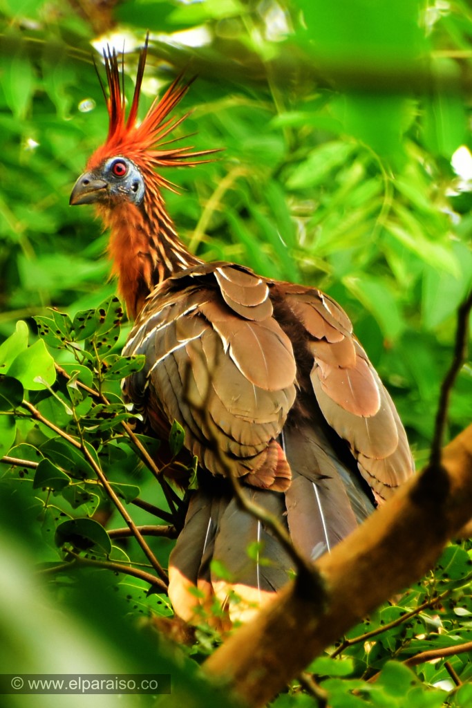 Explorando la Vida de las Chenchenas en los Bosques de Caño Seco 3 01 avistamiento de aves chenchena finca el paraiso yopal casanare HD 1