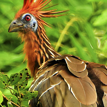 01 avistamiento de aves chenchena finca el paraiso yopal casanare