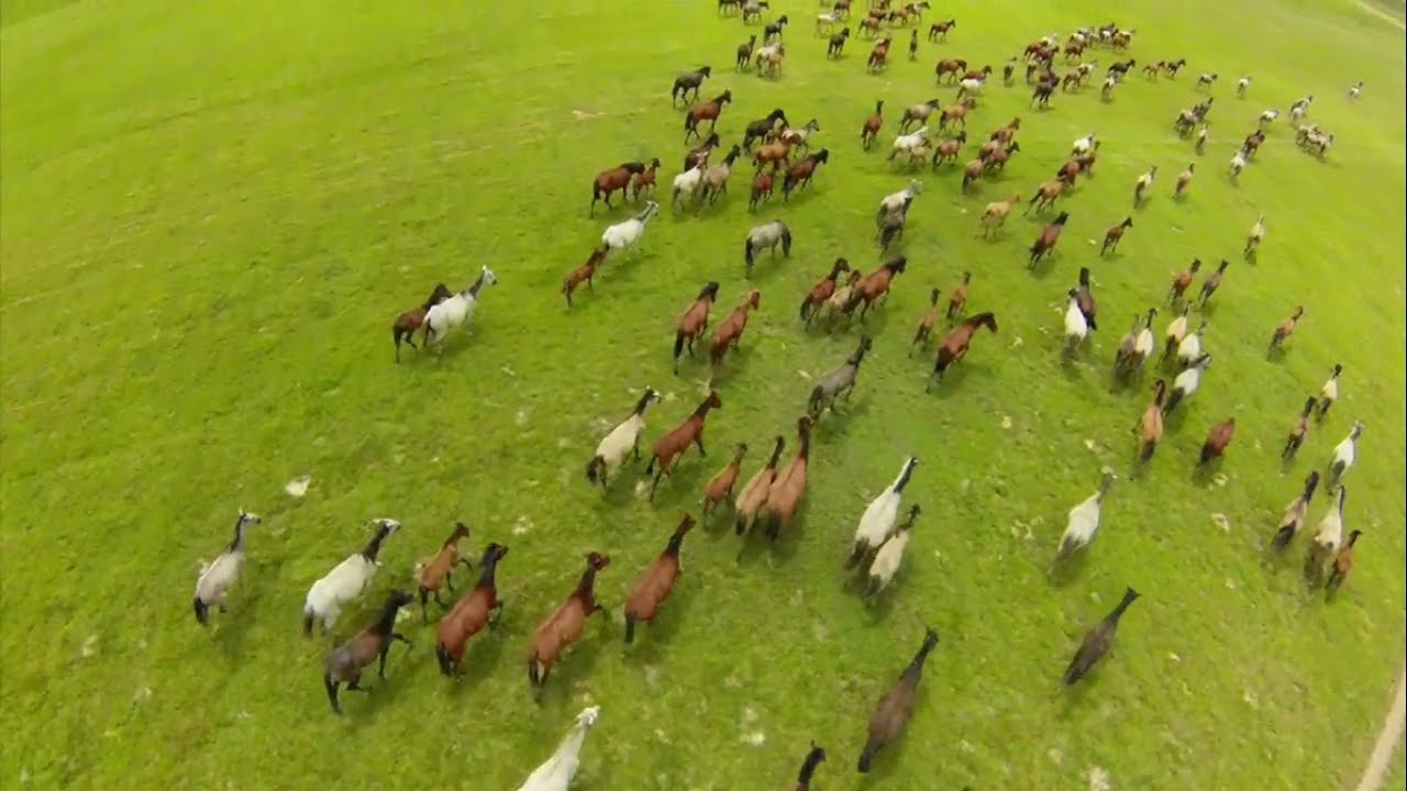 Cortometraje del Llano Casanare De A Caballo BQ