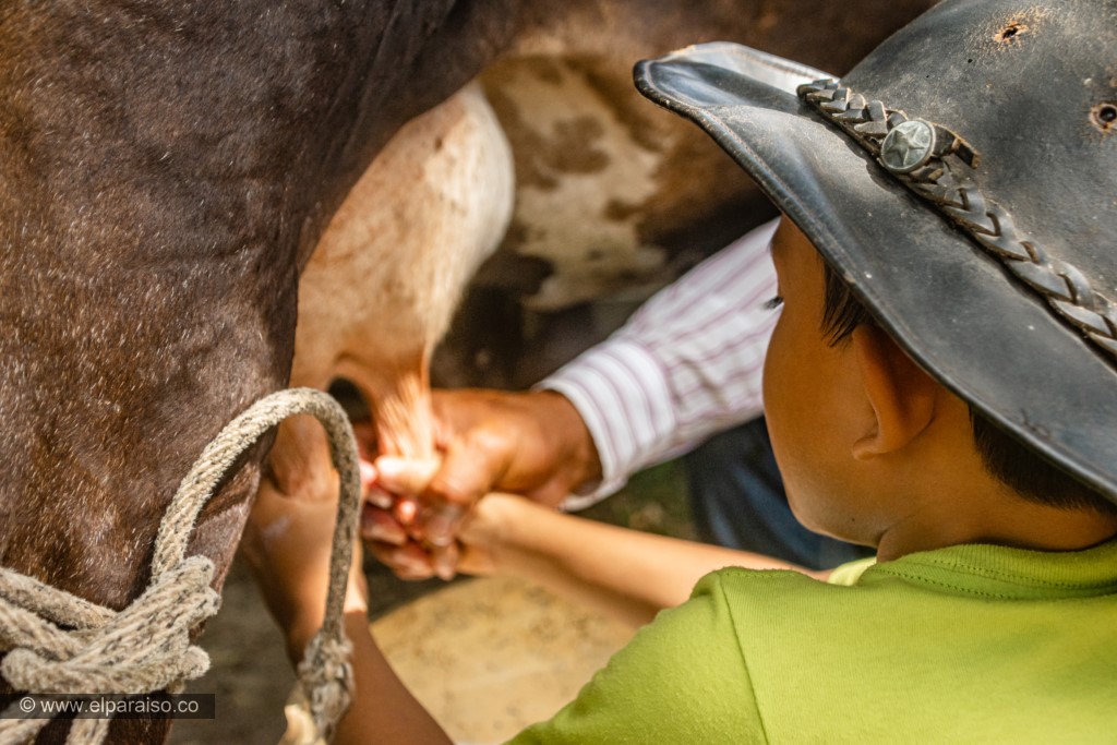 finca el paraiso yopal casanare colombia turismo aventura tradicion pasadia actividad llanero dia orde±o camaza burro enlazado HD 1