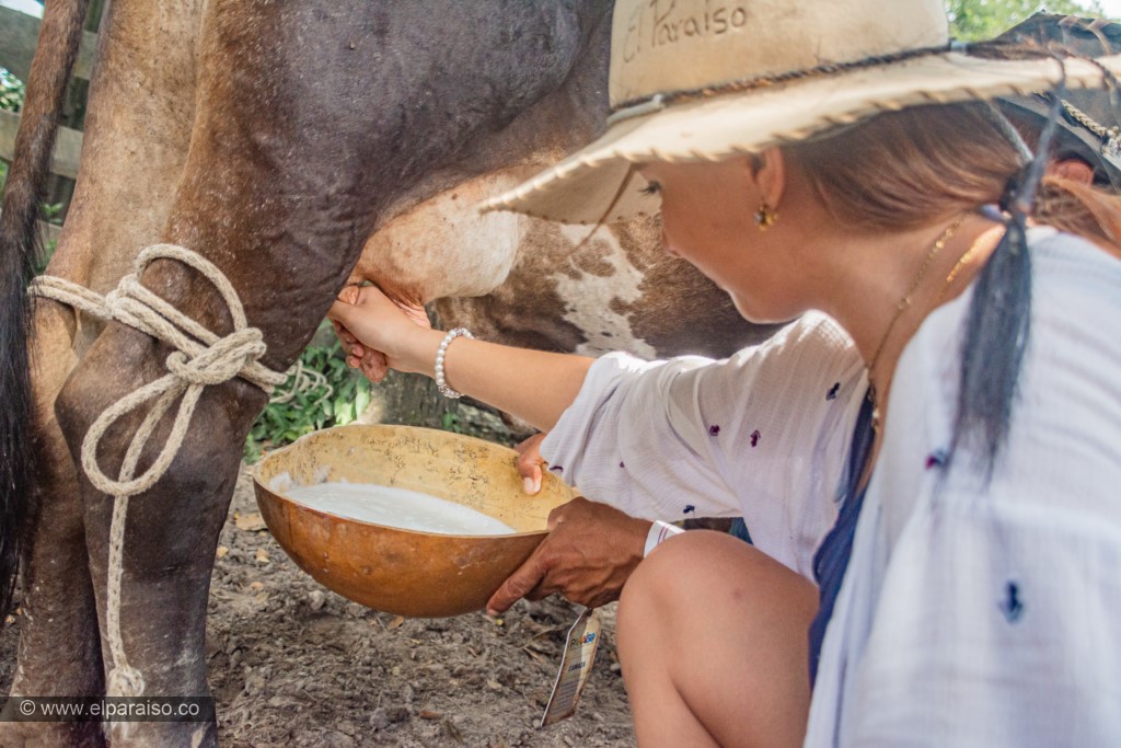 finca el paraiso yopal casanare colombia turismo aventura tradicion pasadia actividad llanero dia orde±o camaza burro enlazado HD 2