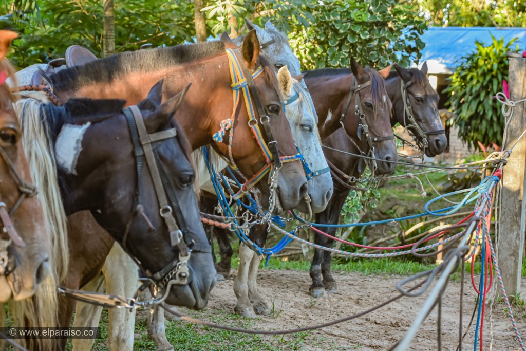 finca el paraiso yopal casanare colombia turismo aventura tradicion plan pasadia cabalgata caballos atardecer llanura turistas HD 2